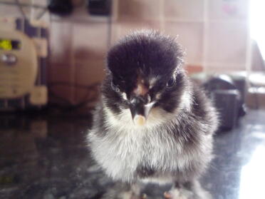 my pekin chick