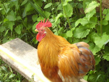 our ginger pekin cockerel on his crowing bench