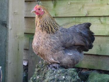 Partridge Pekin Hen