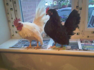 2 chickens posing