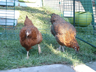 (First day out) One small step for hens, one giant leap for chicken kind!