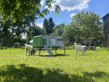Omlet and Goats 