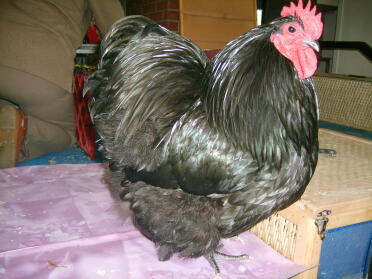 Chicken posing