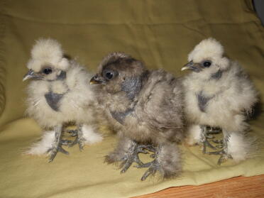 Silkie showgirl chicks (naked neck silkies)