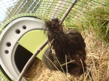 Silkie with bumble foot.
I named him Sully, he's a lonely rooster now as his wifey boo died.