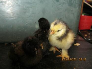 2 silky chicks (left)