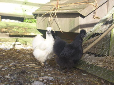 black & white silkie hens
