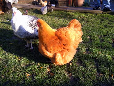 Buff Orpington hen with Crollwitzer Turkey Hen 