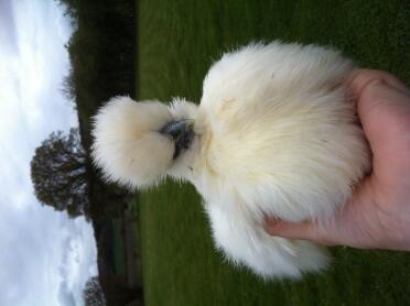 silkie