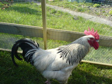 here is a picture of yeti, our light sussex cockerel