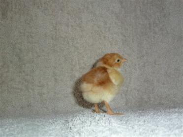 Speckled Sussex chick