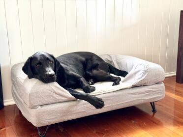 Loki lounging on his bolster bed