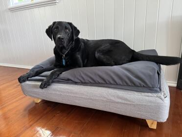 Lōki loves his topper bed