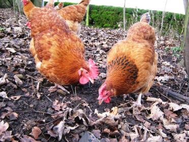 Chickens pecking at dirt