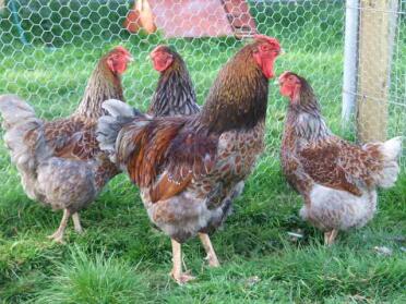 Blue laced wyandottes