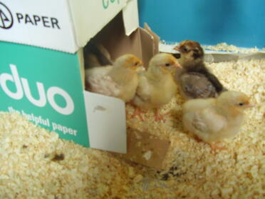 here is a picture of our utility wyandottes as chicks