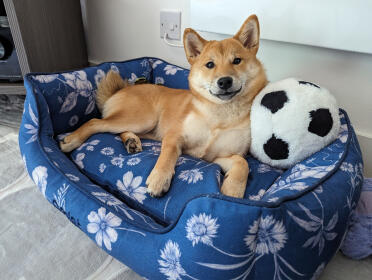 Smiley shiba in size small nest bed