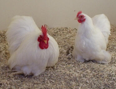 My two Pekins