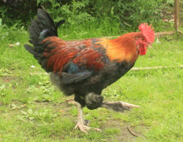 Wheaton Maran Cockerel