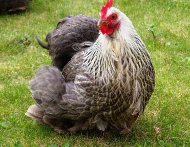 One of my silver partridge hens
