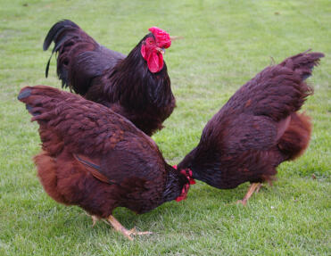 3 chickens in garden