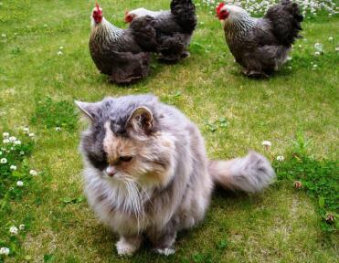 Lucy and the girls
