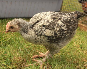 pepper,s chick at 6 wks