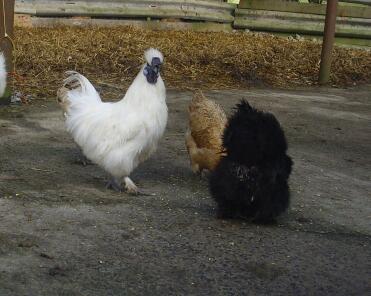 Silkie hen and cock