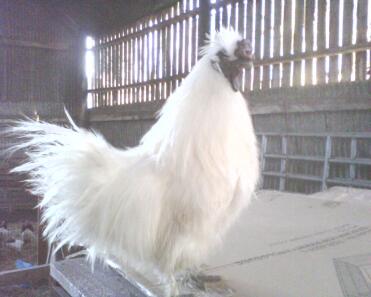 white silkie rooster