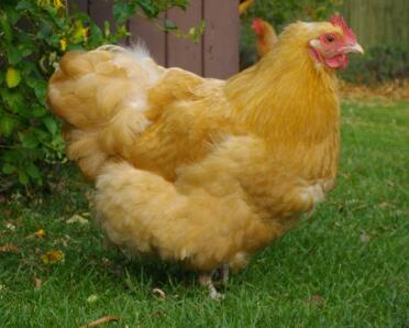 Buff orpington bantam chicken in the garden