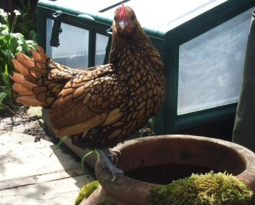 My hen sebright called Seebee