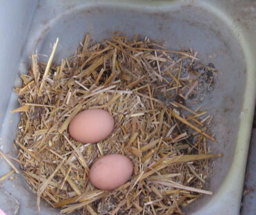 I love collecting the eggs and so does my grandson, our 4 hens lay us 2 dozen eggs a week