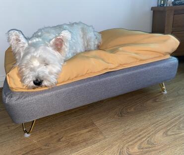 Best dog bed i’ve bought he loves it! i have a big westie so a medium is plenty of room for him to stretch out. great quality! highly recommend!