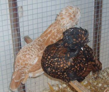 Two chickens perching
