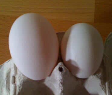 Star, a white star chicken, always lays big eggs but this one was extra big and weighed 125grams