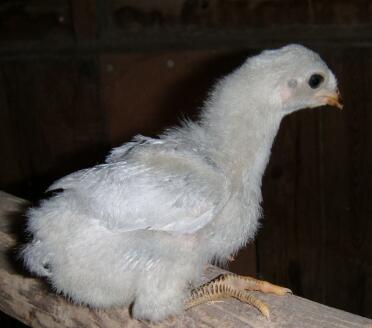 Close up of chicken