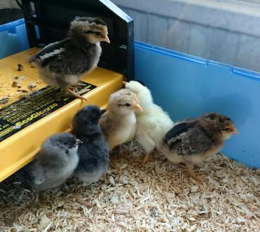 Week old chicks under the brooder