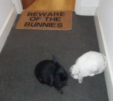 Beware of the bunnies!!!