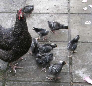 Broody Marans with chicks