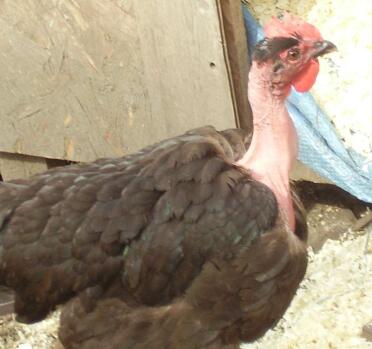 gertrude our naked neck hen from the wernlas collection