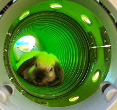Cookie the minilop having a snooze in her tunnel on a summers day