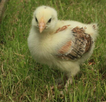 WHEATON MARAN HEN AT 2WKS