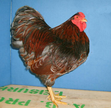 Blue laced chicken posing