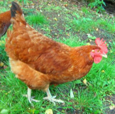 Gingernut chicken in garden