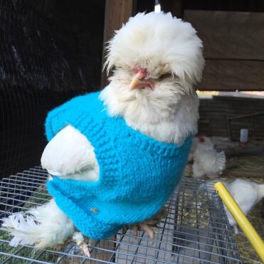 Chicken sweater 