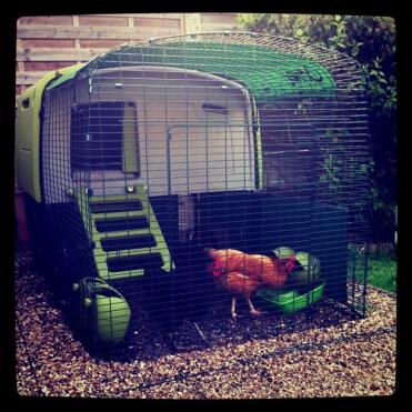 Chicken and green Omlet Eglu Cube large chicken coop and run