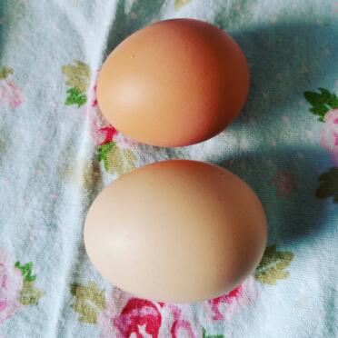 Two eggs today!! 