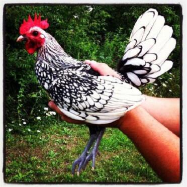 Our 5 month old silver sebright bantam rooster