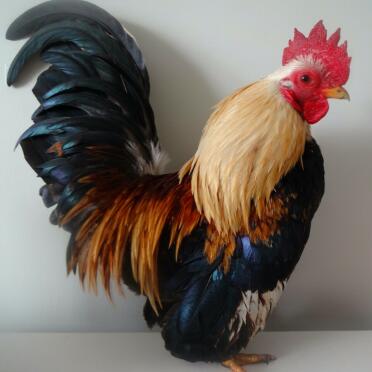 my serama rooster ♡♡♡
