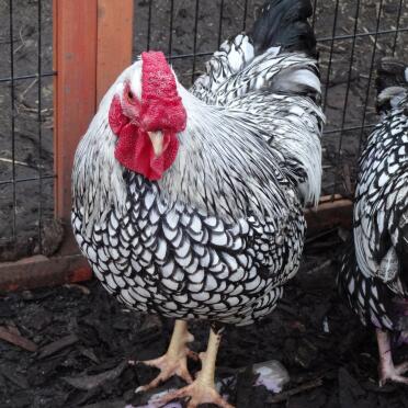 my silver laced wyandotte rooster ♡♡♡